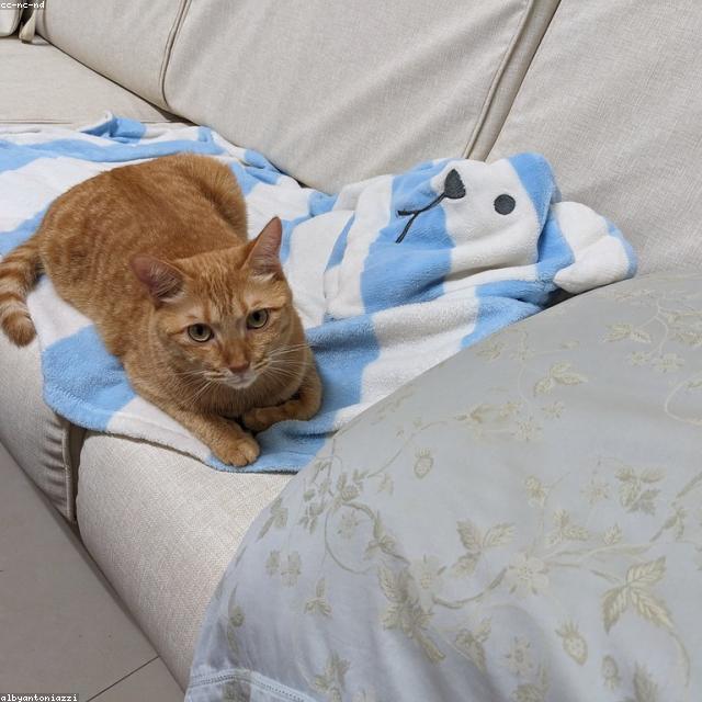 看板猫 たぶち（茶トラ・保護猫）