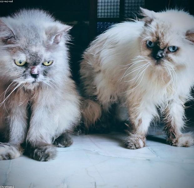 陽だまりでくつろぐ猫たち